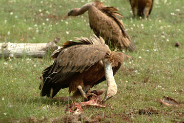 Vautour fauve,.Gyps fulvus, Griffon Vulture, Parc naturel régional des grands causses 48, Lozere, France