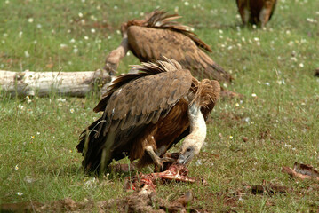 Vautour fauve,.Gyps fulvus, Griffon Vulture, Parc naturel régional des grands causses 48, Lozere, France