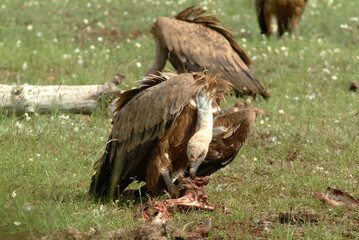 Vautour fauve,.Gyps fulvus, Griffon Vulture, Parc naturel régional des grands causses 48, Lozere, France