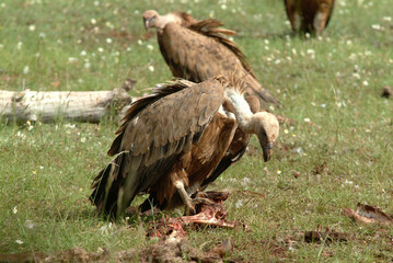 Vautour fauve,.Gyps fulvus, Griffon Vulture, Parc naturel régional des grands causses 48, Lozere, France