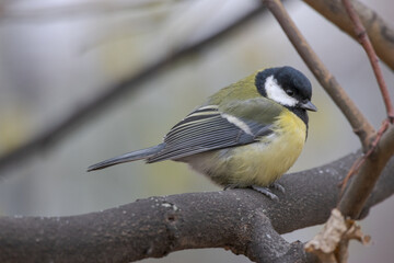 Eurasian Great tit on a branch	