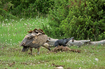 Vautour fauve,.Gyps fulvus, Griffon Vulture, Grand Corbeau,.Corvus corax, Northern Raven, Parc naturel régional des grands causses 48, Lozere, France