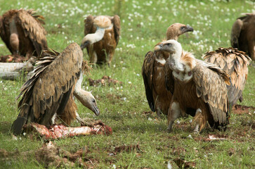 Vautour fauve,.Gyps fulvus, Griffon Vulture, Parc naturel régional des grands causses 48, Lozere, France