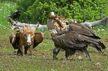 Vautour moine,.Aegypius monachus, Cinereous Vulture, Vautour fauve,.Gyps fulvus, Griffon Vulture, Parc naturel régional des grands causses 48, Lozere, France