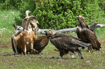 Vautour moine,.Aegypius monachus, Cinereous Vulture, Vautour fauve,.Gyps fulvus, Griffon Vulture, Parc naturel régional des grands causses 48, Lozere, France