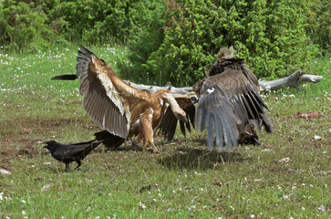 Vautour fauve, Grand Corbeau,. Raven, Parc naturel régional des grands causses 48, Lozère, France