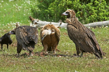 Vautour fauve,.Gyps fulvus, Griffon Vulture, Grand Corbeau,.Corvus corax, Northern Raven, Parc naturel régional des grands causses 48, Lozere, France