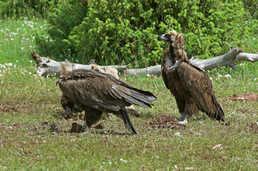 Vautour moine,.Aegypius monachus, Cinereous Vulture, Parc naturel régional des grands causses 48, Lozere, France
