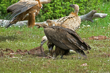Vautour moine,.Aegypius monachus, Cinereous Vulture, Vautour fauve,.Gyps fulvus, Griffon Vulture, Parc naturel régional des grands causses 48, Lozere, France