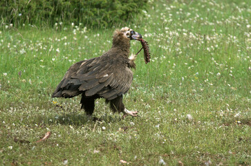 Vautour moine,.Aegypius monachus, Cinereous Vulture, Parc naturel régional des grands causses 48, Lozere, France