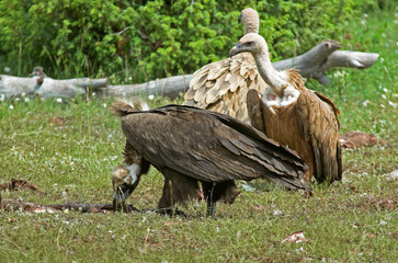 Vautour moine,.Aegypius monachus, Cinereous Vulture, Vautour fauve,.Gyps fulvus, Griffon Vulture, Parc naturel régional des grands causses 48, Lozere, France