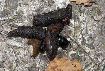 Renard, crottes, Vulpes vupes, Géotrupe, Geotrupes vernalis, Limace, Arion rufus