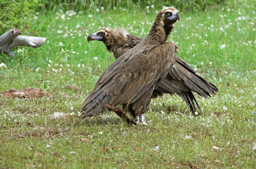 Vautour moine,.Aegypius monachus, Cinereous Vulture, Parc naturel régional des grands causses 48, Lozere, France