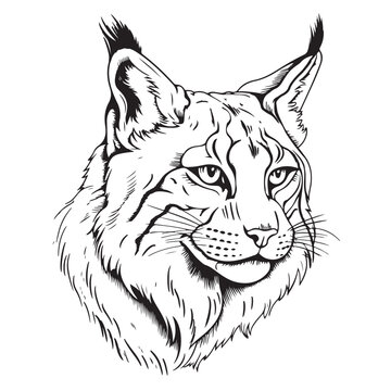 Hand drawn lynx head. Retro realistic animal isolated. Vintage style. Doodle line graphic design. Black and white drawing mammal. Vector illustration.