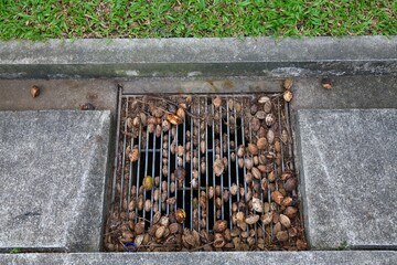 Storm drain clogged with nuts - 777161338