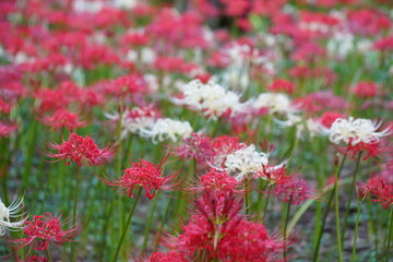 日本の千葉県にある彼岸花の植生地　緑地公園
赤と白の彼岸花