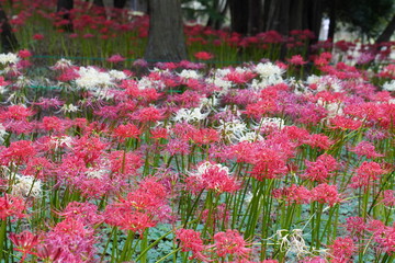 日本の千葉県にある彼岸花の植生地　緑地公園
赤と白の彼岸花