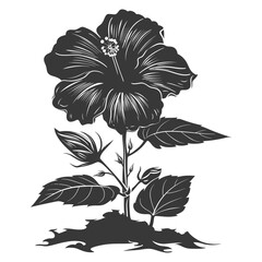 Fototapeta premium Silhouette hibiscus flower in the ground black color only