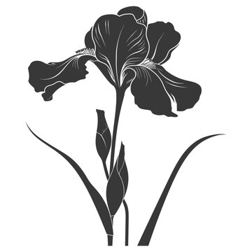 recommend clip art: Silhouette iris flower black color only