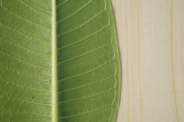 Texture of a green leaves as background, green leaves background