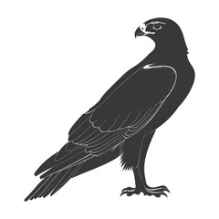 Obraz premium Silhouette hawk animal black color only full body