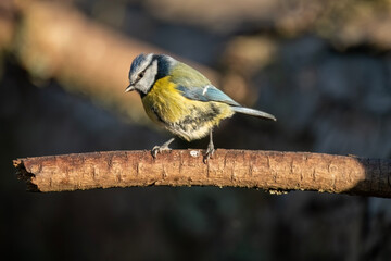 Blue tit, close up in forest in the uk