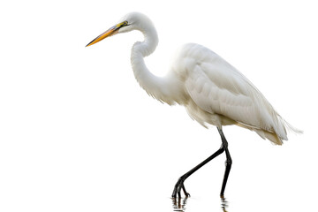 Elegant Bird Egret isolated on transparent background