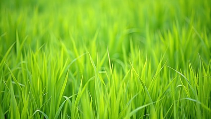 Fototapeta na wymiar colorful green grass field for background