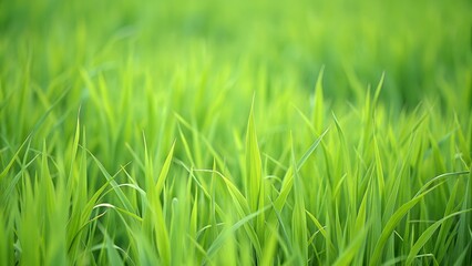 Fototapeta premium colorful green grass field for background