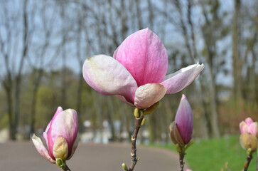 Young magnolia tree blossom closeup photo. Branches of magnolia  Soulangeana at the beginning of...