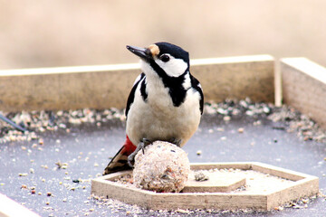 Female of a Great Spotted Woodpecker (Dendrocopos major), on bird feeder at early spring time...