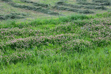 a field of wild clovers with a green grass background