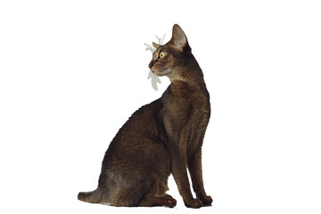 Abyssinian shorthair cat walks at home on the kitchen table and bending looks back, isolated on...