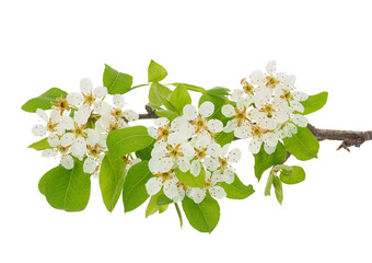 Blossoming common pear tree branch isolated on white background, Pyrus communis - obrazy, fototapety, plakaty