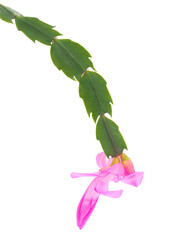 Christmas cactus plant isolated on white background, Schlumbergera russelliana