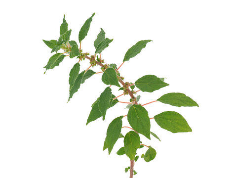 Spreading pellitory plant isolated on white background, Parietaria judaica