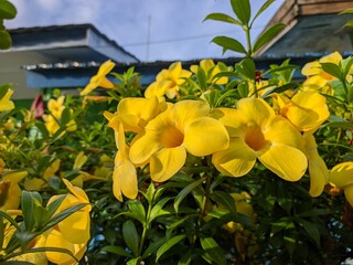 Obraz premium Allamanda Cathartica flower in the morning