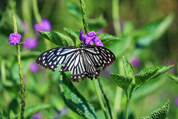 Papilio Clytia Butterfly Enjoying Nectar from Flower, Black and White Elegance