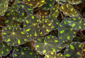 Begonia pustulata against its distinctive, textured leaves.