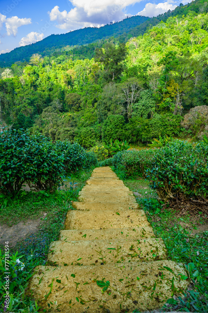 Poster Concrete staircase walkway in a tea plantation on high mountain with natural views