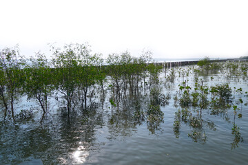 Beautiful Nature Landscape views in mangrove forest.