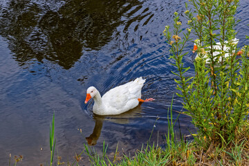 Two white Embden Geese swimming in a large pool near river bank in the Western Cape South Africa
