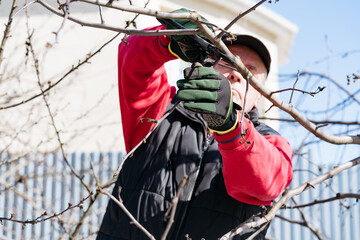 branches of a fruit tree in the garden in early spring, a man in gardening gloves trims branches. High quality photo