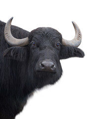 Carpathian buffalo isolated on a white