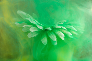 beautiful flower with white petals in clouds of green smoke on black background, photo underwater,...