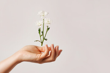 Fototapeta na wymiar Woman hand holding white flower. Creative beauty photo. Skin care, light background, copy space