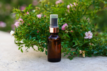 Essential oil in glass bottle near pink roses and green leaves. Herbal essence. Alternative healthy medicine. Skin care