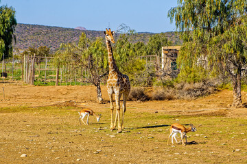 Tall giraffe and small springbok on a game resort near Oudtshoorn, Western Cape South Africa