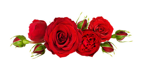 Red rose flowers in a line arrangement isolated on white or transparent background