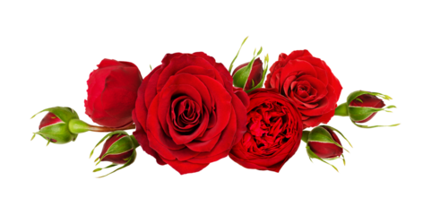 Red rose flowers in a line arrangement isolated on white or transparent background
